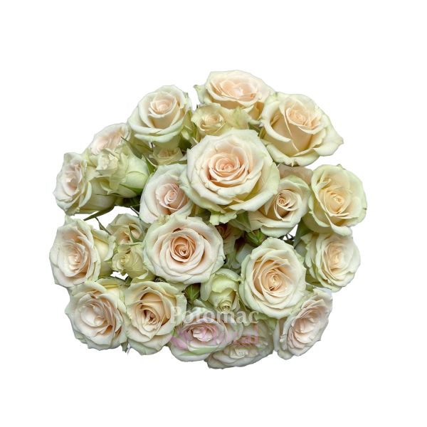 Spray Roses, Creta Cream Potomac Floral Wholesale